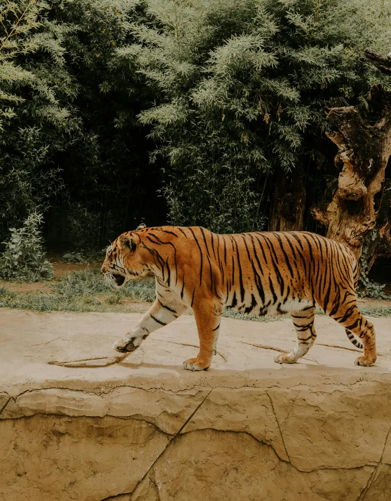 Satkosia Tiger Reserve